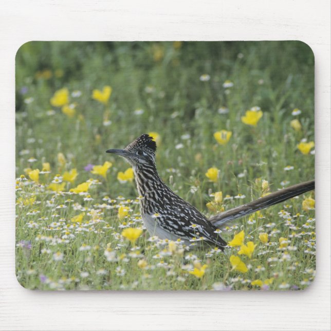 Greater Roadrunner, Geococcyx californianus, Mouse Mat (Front)