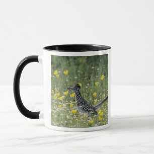 Greater Roadrunner, Geococcyx californianus, Mug