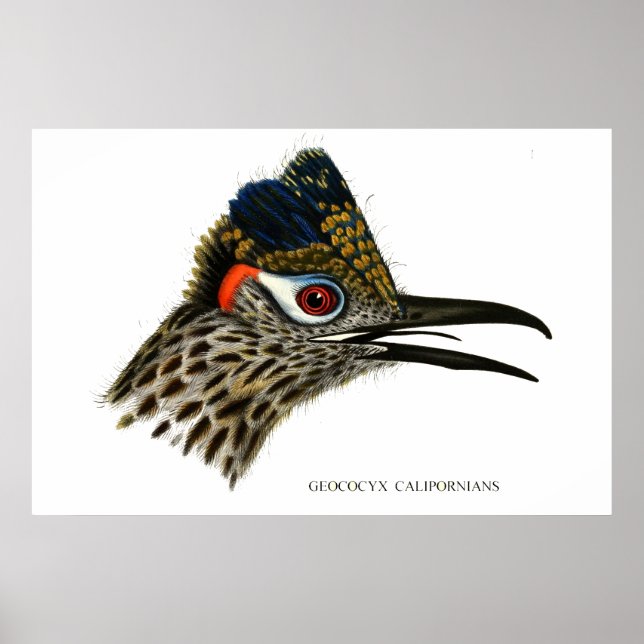 Greater roadrunner , Geococcyx Californianus Poster (Front)