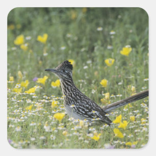 Greater Roadrunner, Geococcyx californianus, Square Sticker