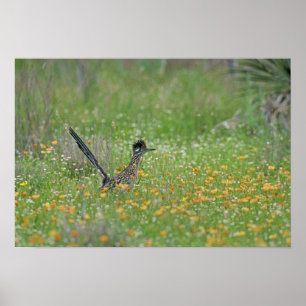Greater Roadrunner, Geococcyx Poster
