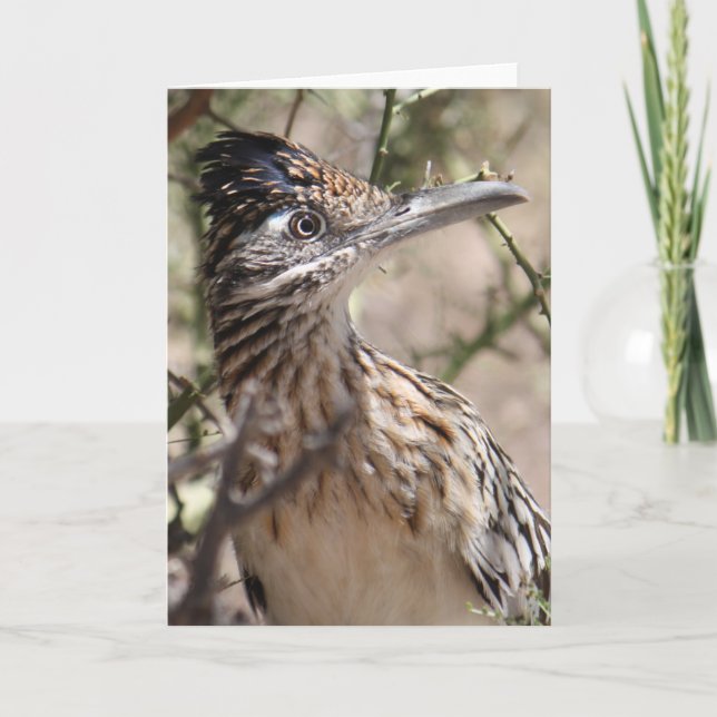 Greater Roadrunner Greeting Card (Front)
