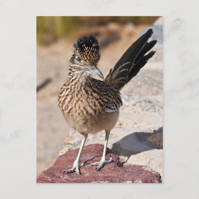 Greater Roadrunner Postcard (Front)