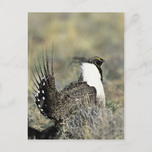 Greater sage grouse postcard