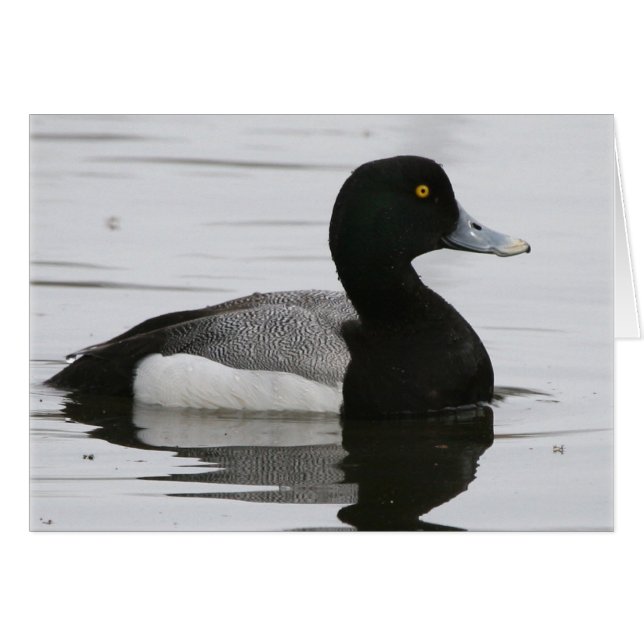 Greater Scaup (Front Horizontal)