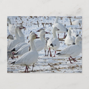 Greater Snow Geese in Cornfield (Winter) Postcard