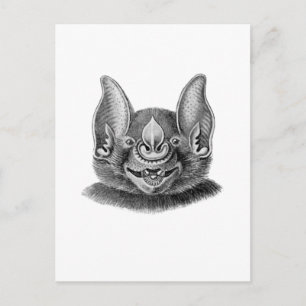Greater Spear-nosed Bat Postcard