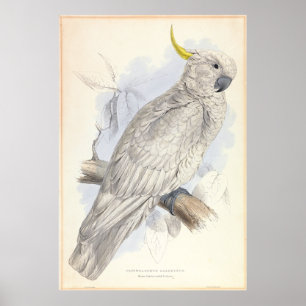 Greater Sulphur-crested Cockatoo Poster