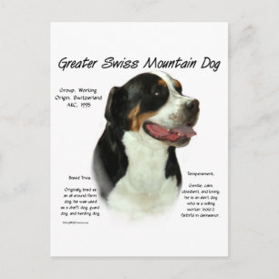 Greater Swiss Mountain Dog History Design Postcard