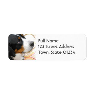 Greater Swiss Mountain Dog Mailing labels