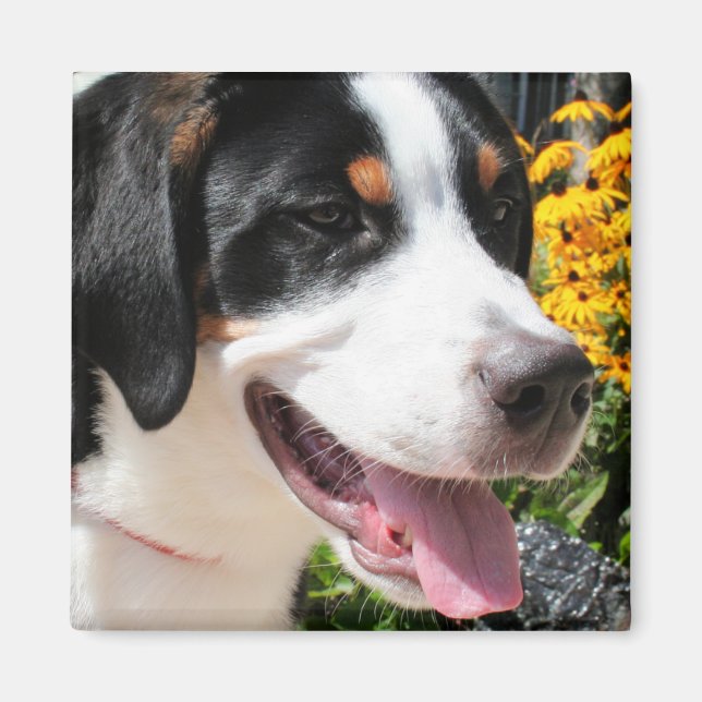 Greater Swiss Mountain Dog Marley 4 Magnet (Front)