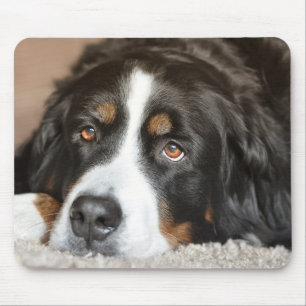 Greater Swiss Mountain Dog Mouse Mat