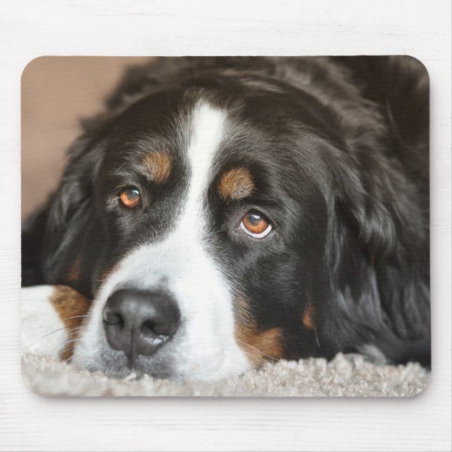 Greater Swiss Mountain Dog Mouse Mat (Front)
