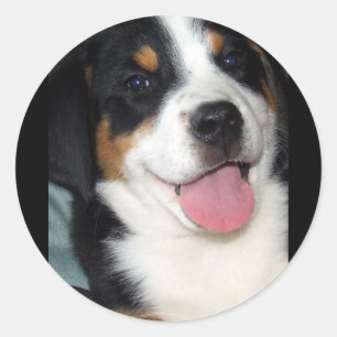 Greater Swiss Mountain Dog Puppy Classic Round Sticker
