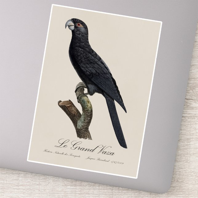 Greater Vasa Parrot, Coracopsis Vasa Illustration (Greater Vasa Parrot, Coracopsis Vasa Illustration. Sticker)