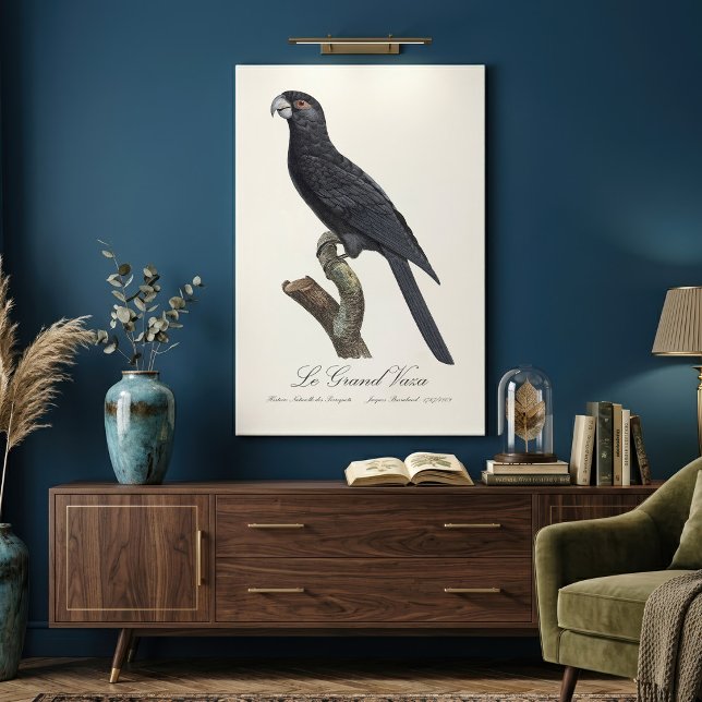 Greater Vasa Parrot, Coracopsis Vasa Illustration Canvas Print (Greater Vasa Parrot, Coracopsis Vasa Illustration. Canvas Print)