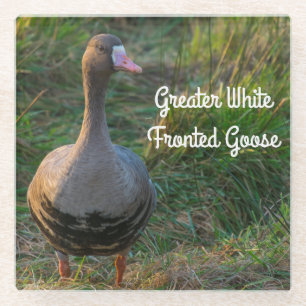 Greater White-fronted Goose Glass Coaster