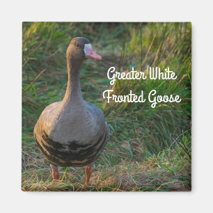 Greater White-fronted Goose Magnet