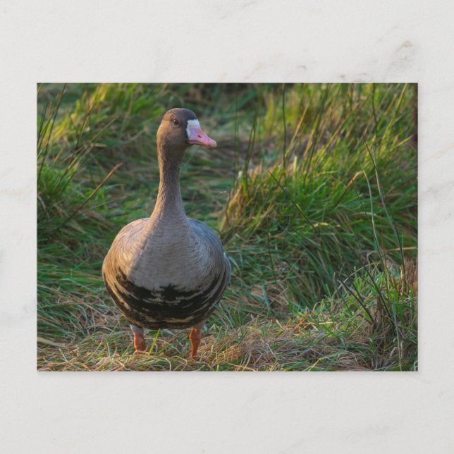 Greater White-fronted Goose Postcard (Front)