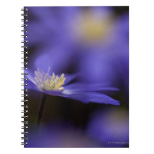 Grecian Windflower, deer resistant blue flower Notebook