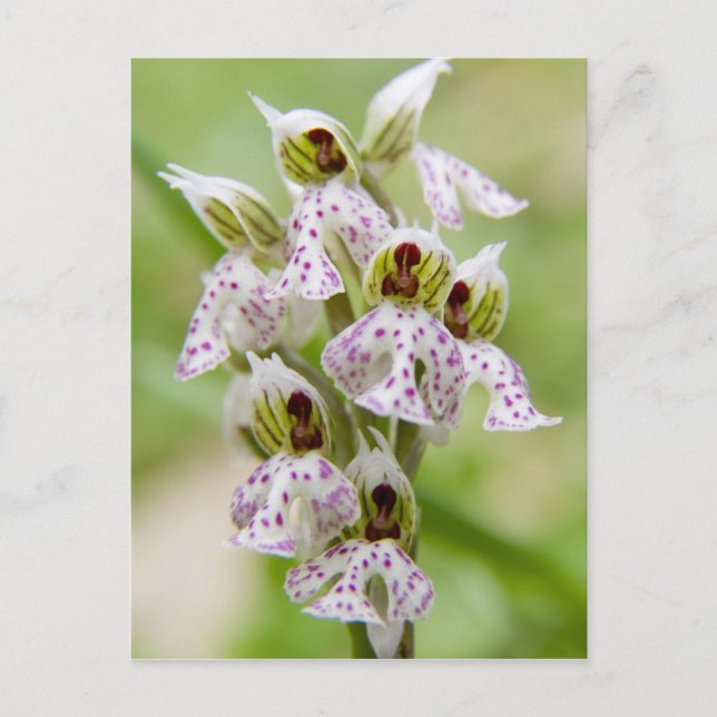 Greece, Crete. Orchid in bloom Orchis Postcard (Front)