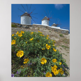 Greece, Cyclades Islands, Mykonos, Flowers near Poster