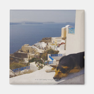 Greece, Santorini Island, Oia City, dog sleeping Magnet