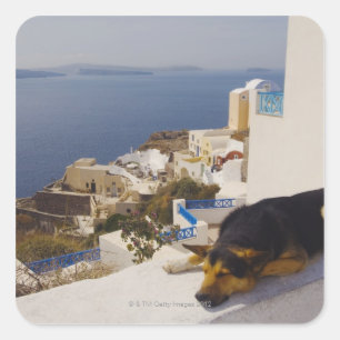 Greece, Santorini Island, Oia City, dog sleeping Square Sticker