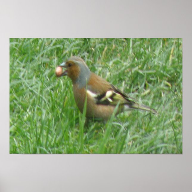 Greedy Chaffinch Print (Front)