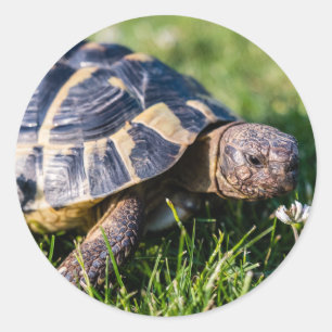 Greek Tortoise in the grass Classic Round Sticker
