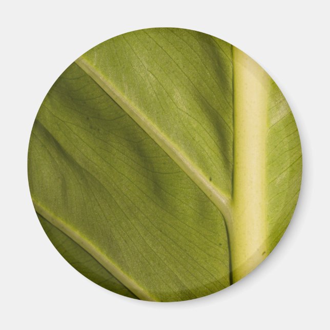 Green 01 magnet (Front)