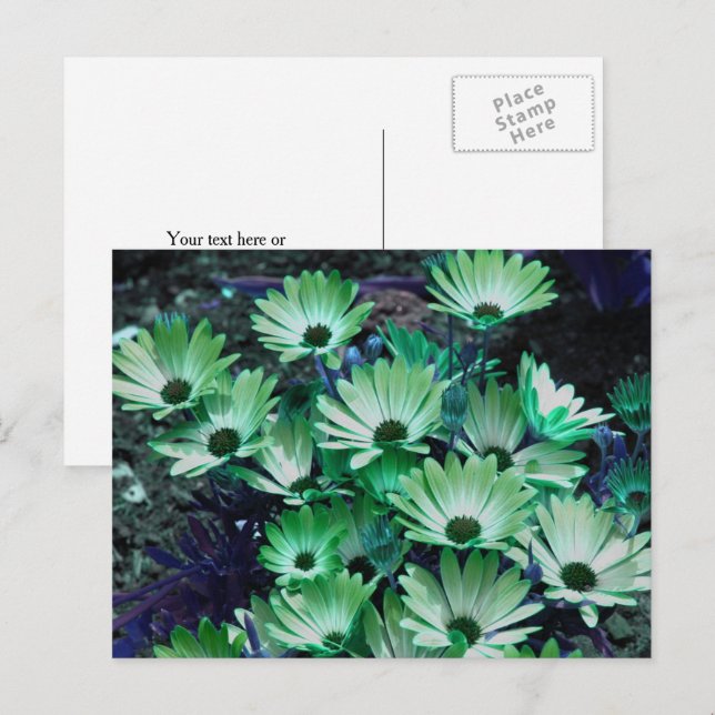 Green African Daisies Flower Personalised Postcard (Front/Back)