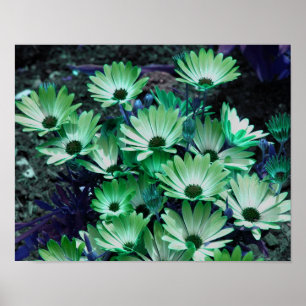 Green African Daisies Flower Poster