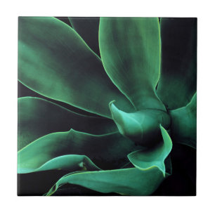 Green Agave Attenuata Tile