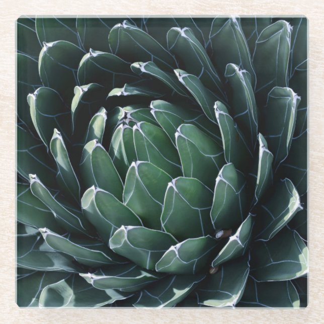 Green Agave Glass Coaster (Front)