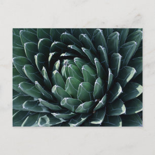 Green Agave Postcard