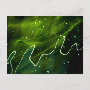 Green Algae and Water pccnm Postcard