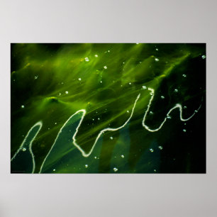 Green Algae and Water wapcn Poster