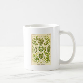 Green Algae Mug
