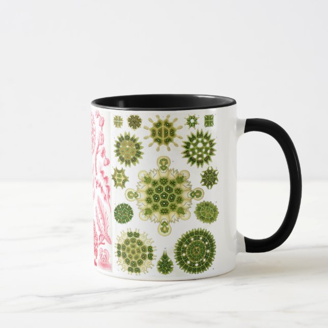 green algae, various, haeckel mug (Right)
