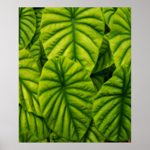 Green Alocasia Cuprea Leaves Hawaii Island Poster