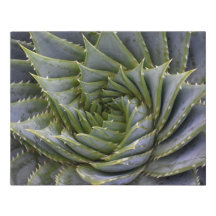 Green Aloe Cactus Spiral Faux Wrapped Canvas Small