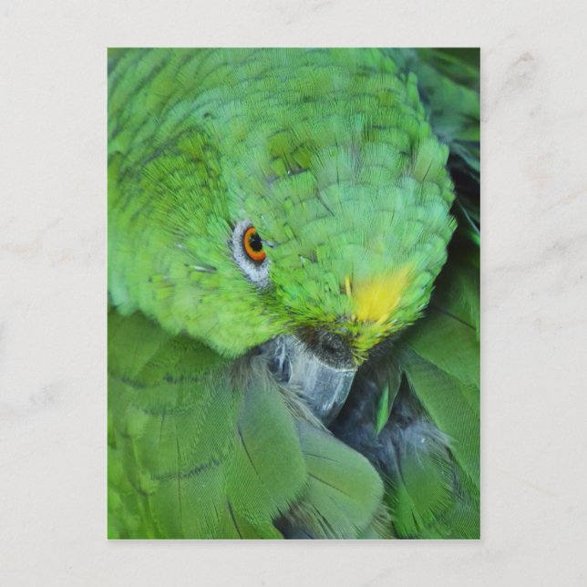 Green Amazon Parrot Postcard (Front)