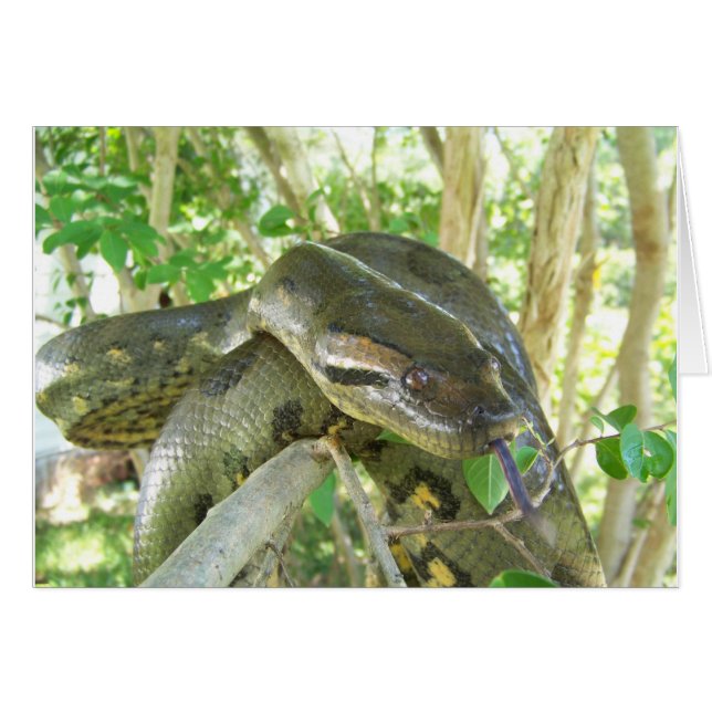 Green Anaconda (Front Horizontal)