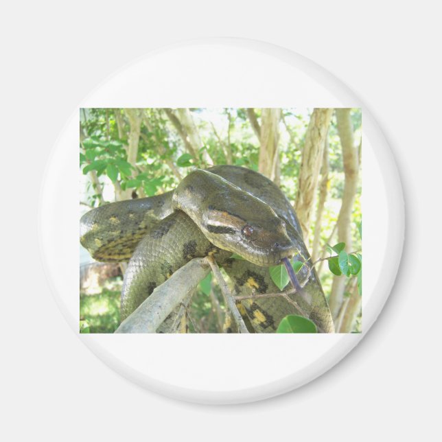 Green Anaconda Magnet (Front)