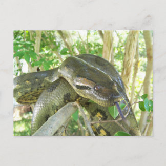 Green Anaconda Postcard