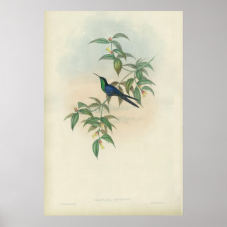 Green and Blue Gould Hummingbird Poster