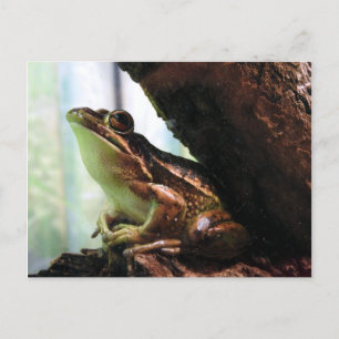 Green and golden bell frog announcement postcard