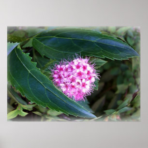 green and pink poster