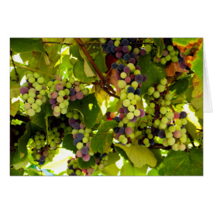 Green and Purple Grapes Growing on the Vine